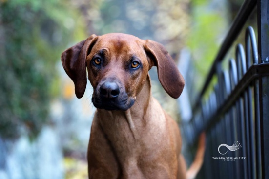 Schulhund Anton